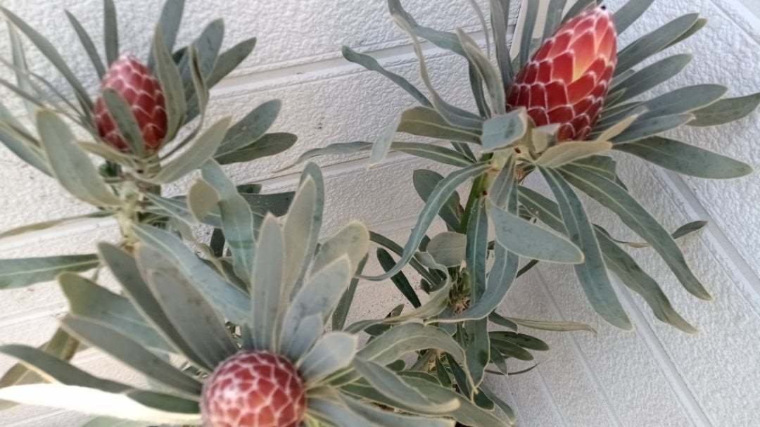 今週の仕入れ情報 その① ほぼプロテア編 | 豪花舎annex（ごうかしゃ