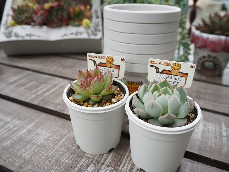 四国造園さんでファームパルクさん苗お迎え | ブログ版