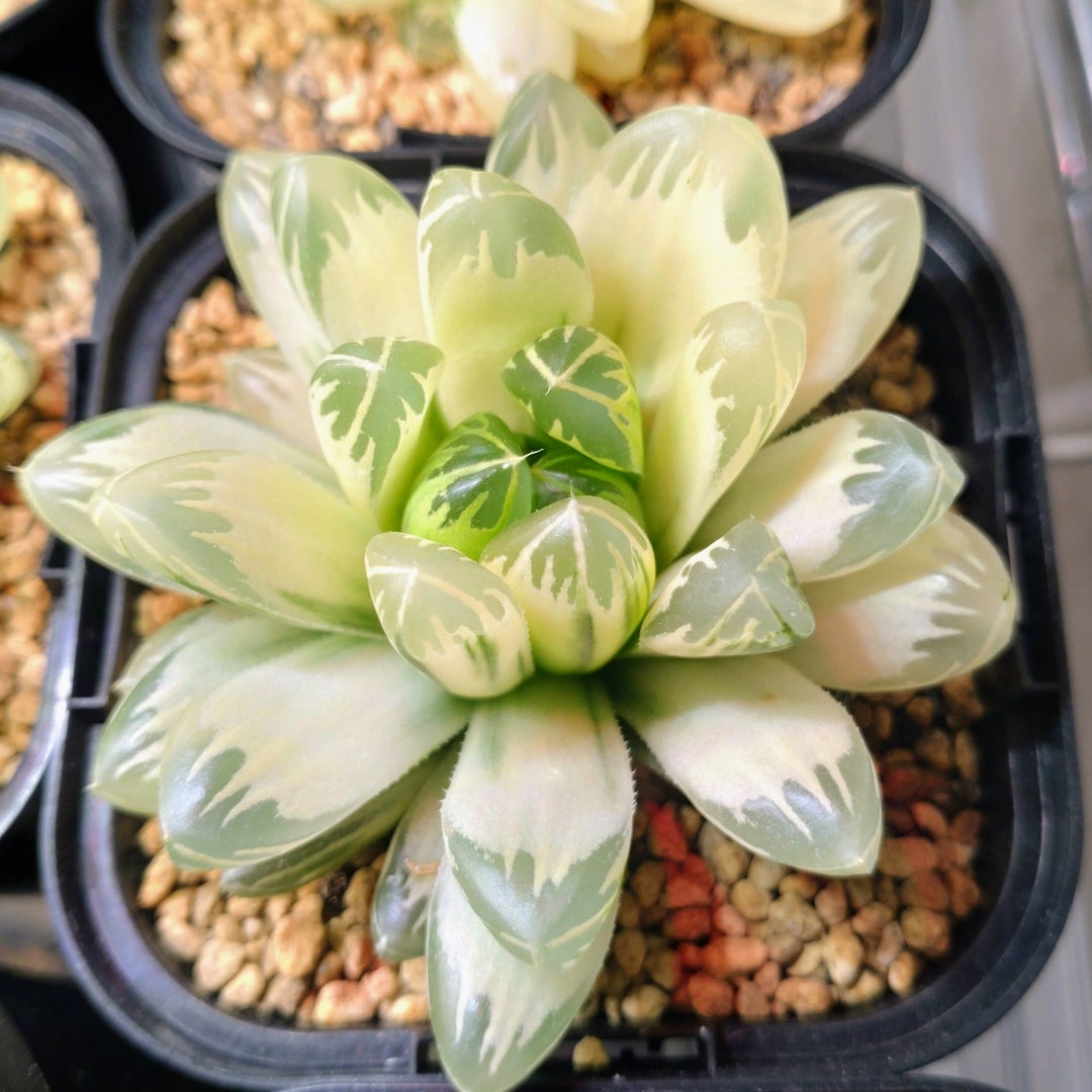 糊斑 | 一期一会1518のブログ