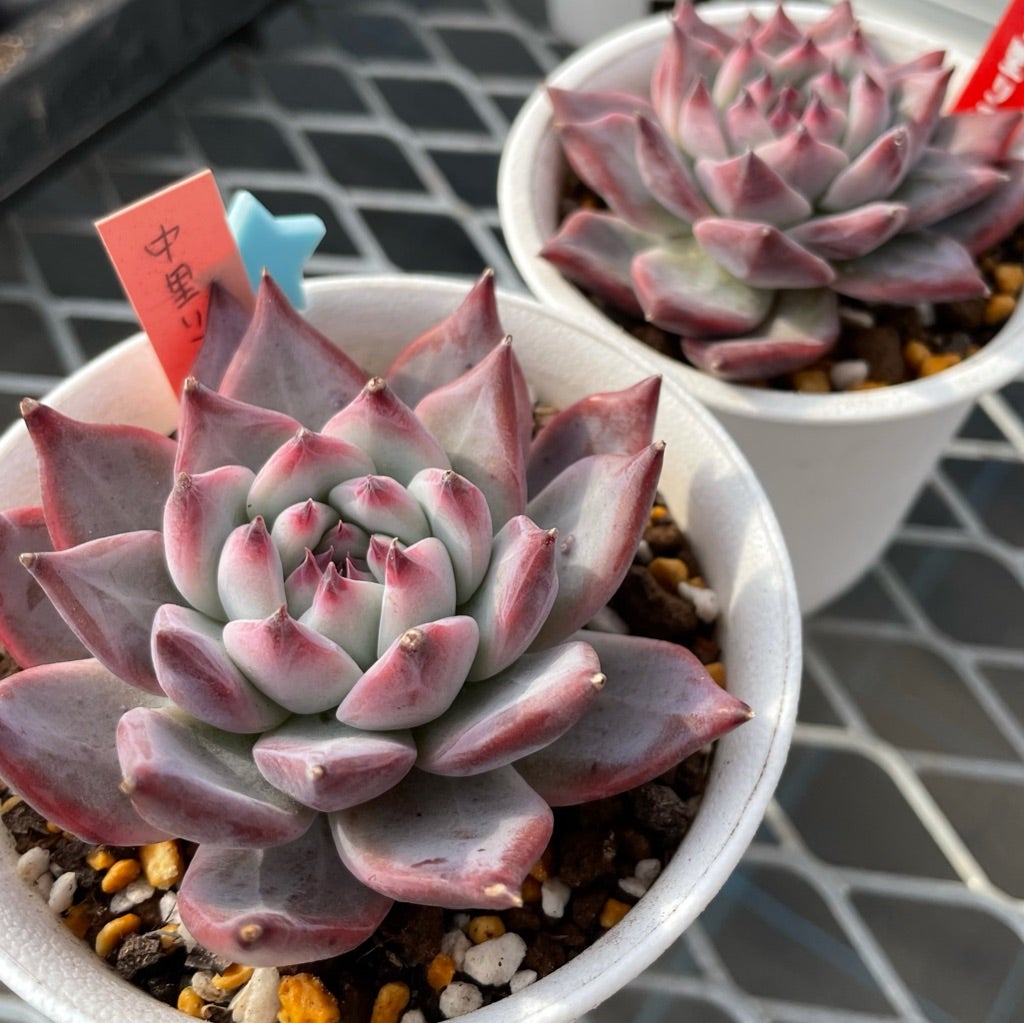 価値ある中里リンゼアナ | コキリノSucculents Life