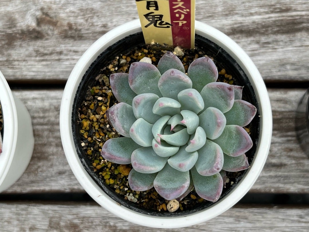 010 【青鬼】おらいさん苗 ミックスベリア 成長記録 多肉植物 | みどり