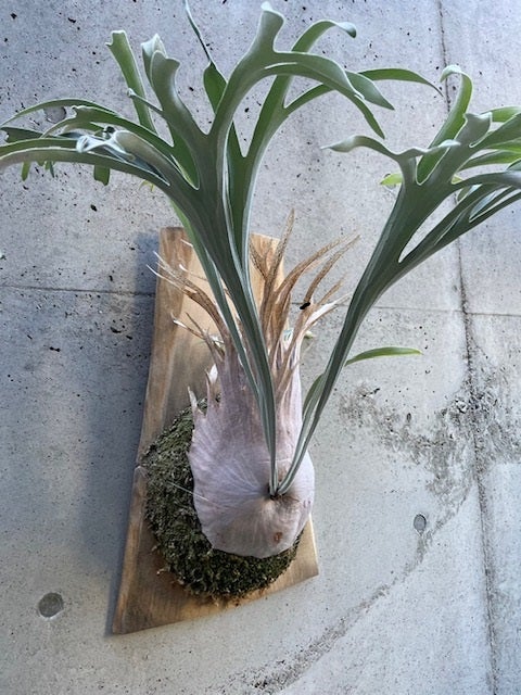 ビカクシダ ベイチーアーバンリバー (P. veitchii Auburn river