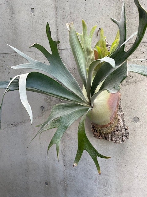 ビカクシダ ホワイトホーク（White Hawk） | calmplantsのビカクシダブログ