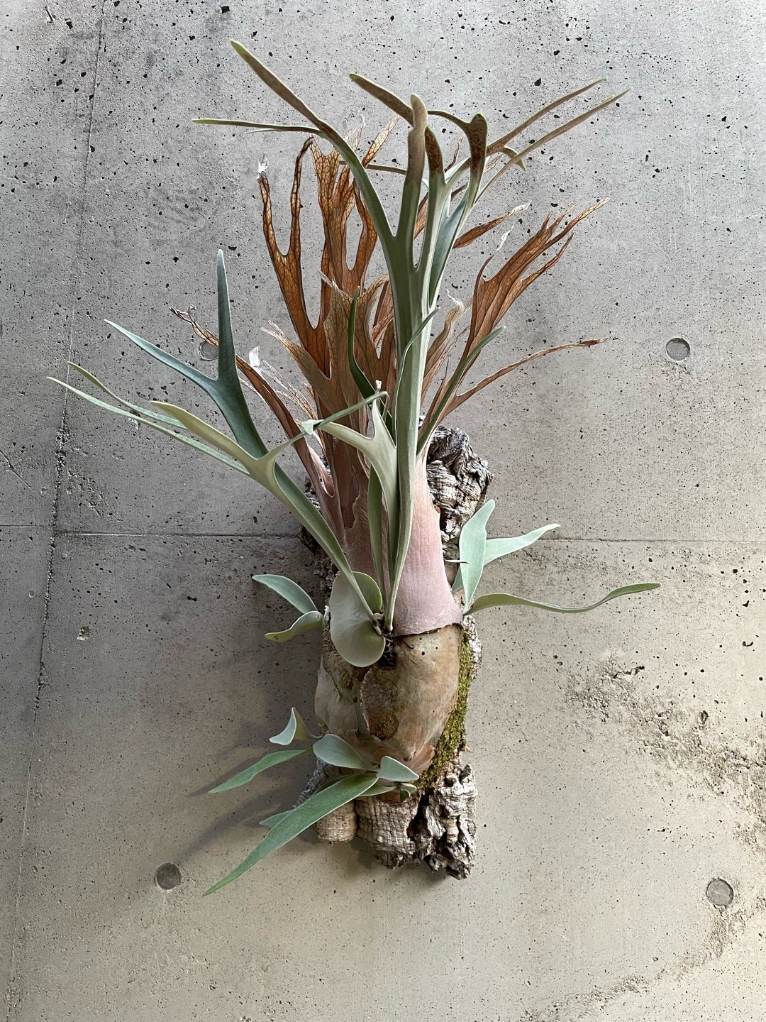 ビカクシダ ベイチーアーバンリバー (P. veitchii Auburn river