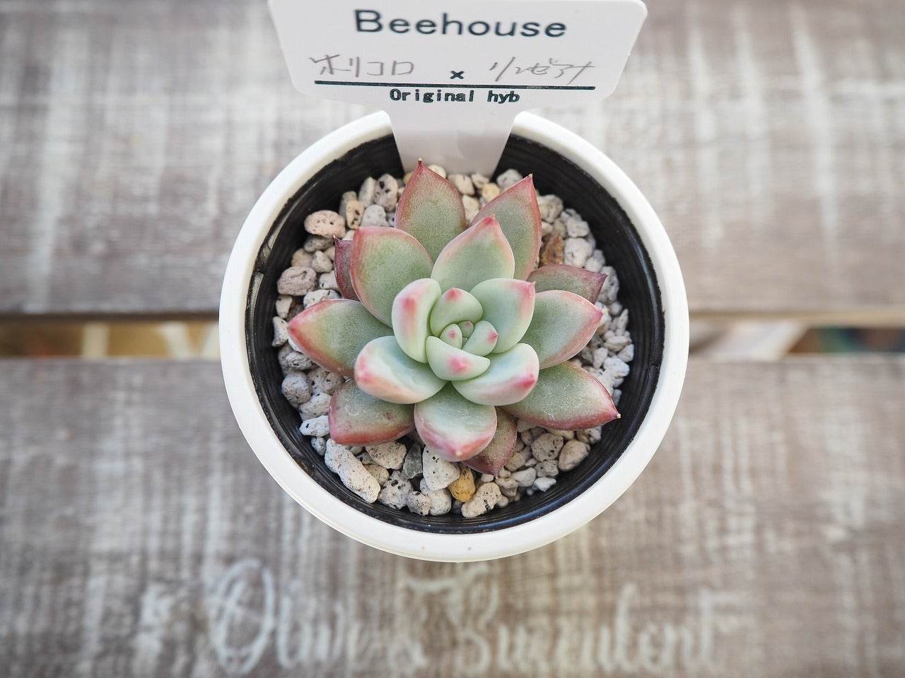 Beehouseさん狩っ多肉紹介します | ブログ版Olive&SucculentGarden