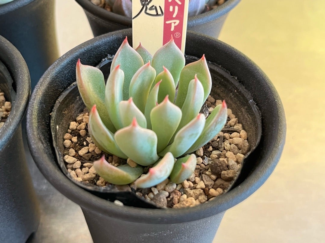 011【赤鬼】おらいさん苗 ミックスベリア 成長記録 多肉植物 | みどり