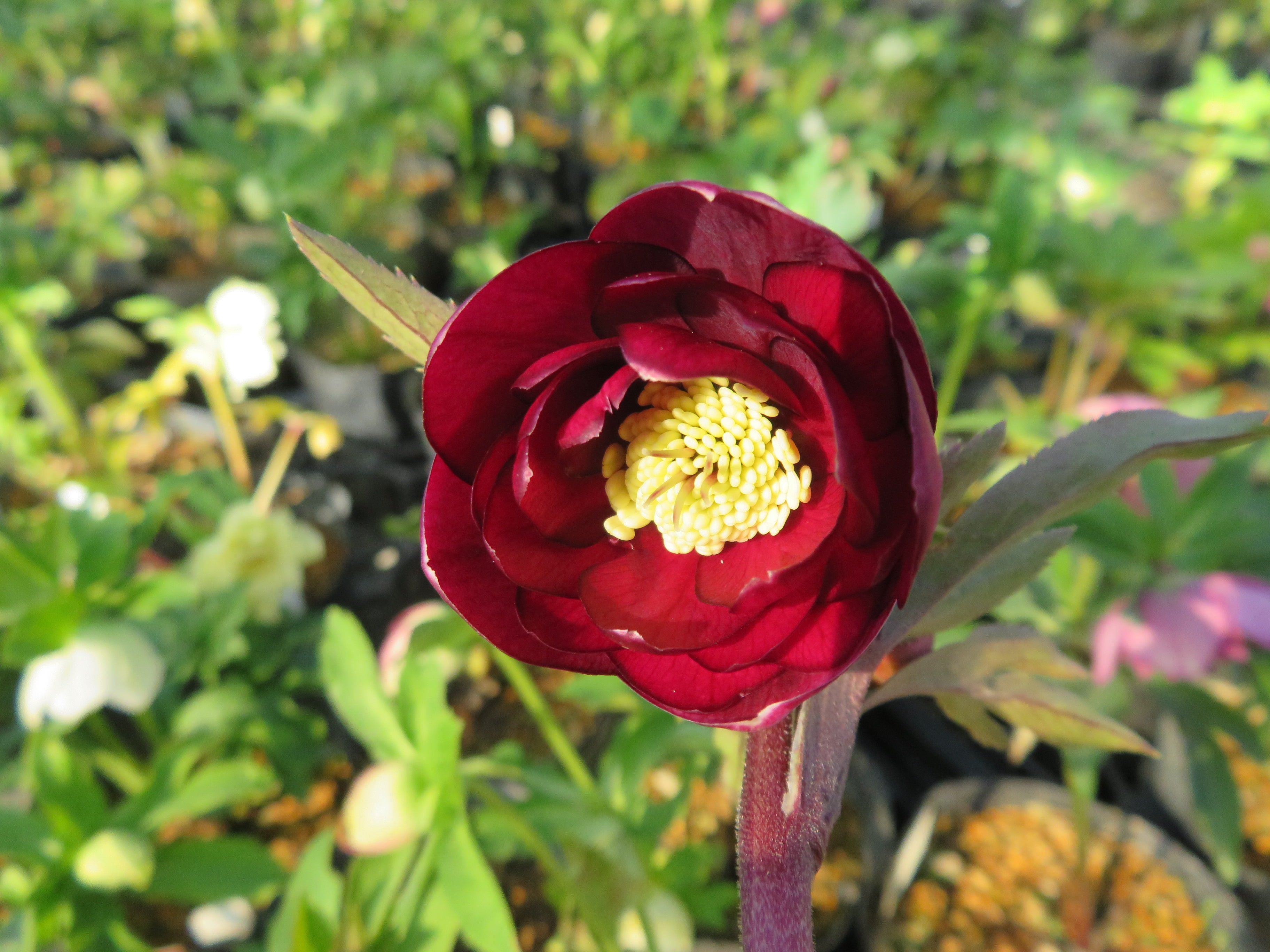 今日のクリスマスローズ 12月17日 (=^▽^=) | 加藤農園のブログ