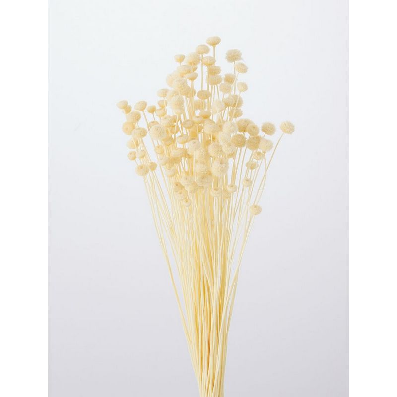 即日☆【ドライ】大地農園/アマレリーフラワー 22g 白/30180-011 - 花