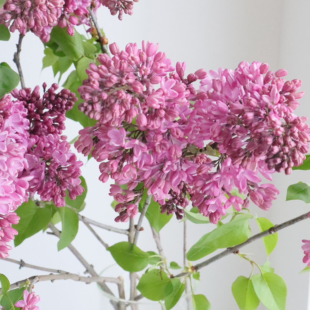 08直前】国産ライラック ピンク)スプレー70cm程度 長野県【生花】 - 花