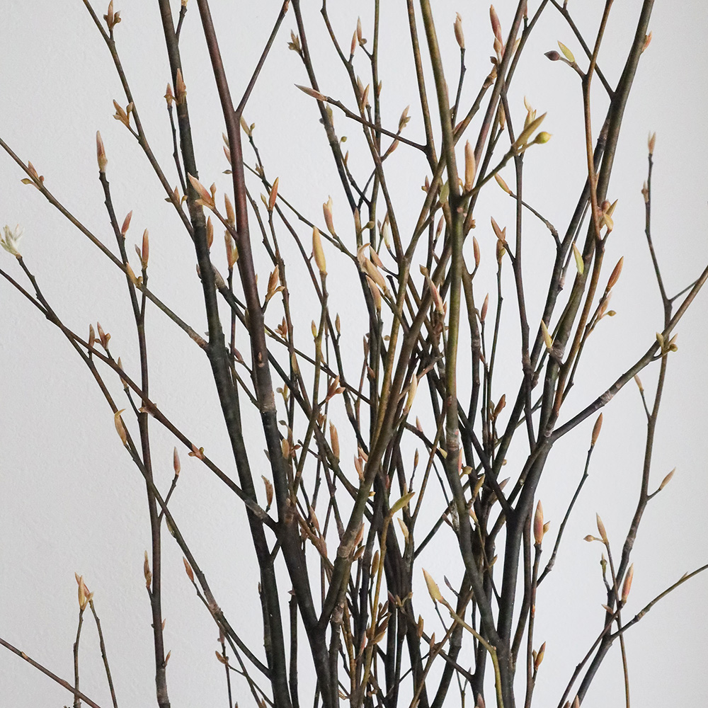 直前!】クロモジ(枝物 1M程度)山形県、長野ほか - 花材通販はなどんや