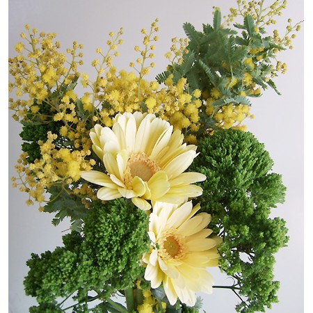 生花】長作園さんの銀葉ミモザアカシア(90cm) - 花材通販はなどんや