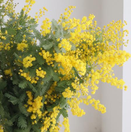 生花】国産 銀葉ミモザアカシア(花)40cm程度 千葉県など 【OR-13