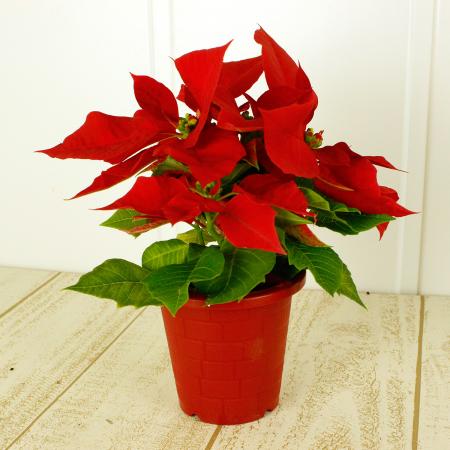 生花/鉢】 ポインセチア(赤)(3寸鉢)※届日限定:予約10日前【IT】 - 花材