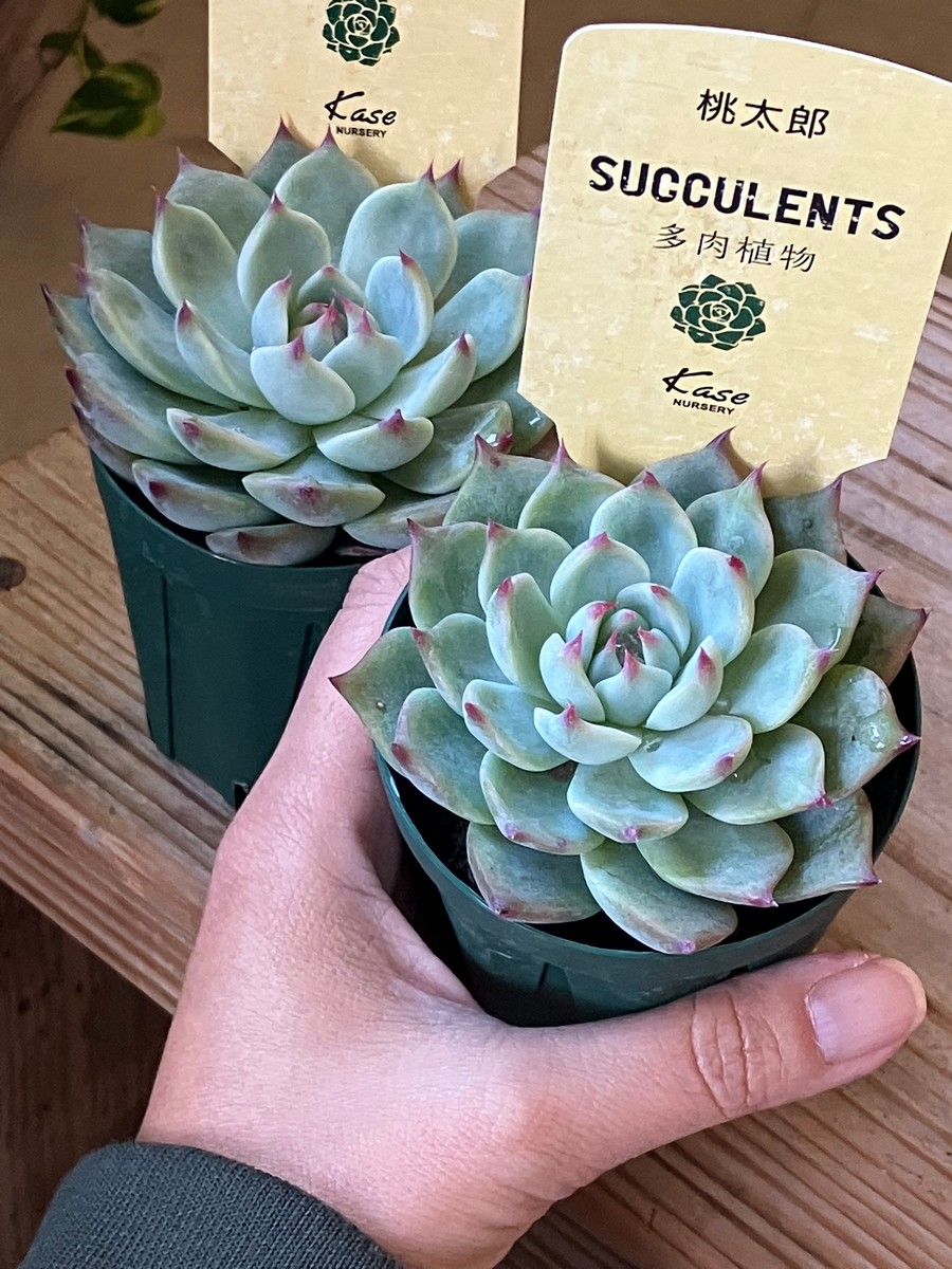 送料無料】【生花/直送】多肉苗 桃太郎 2鉢 ※お届け日指定不可・お届け