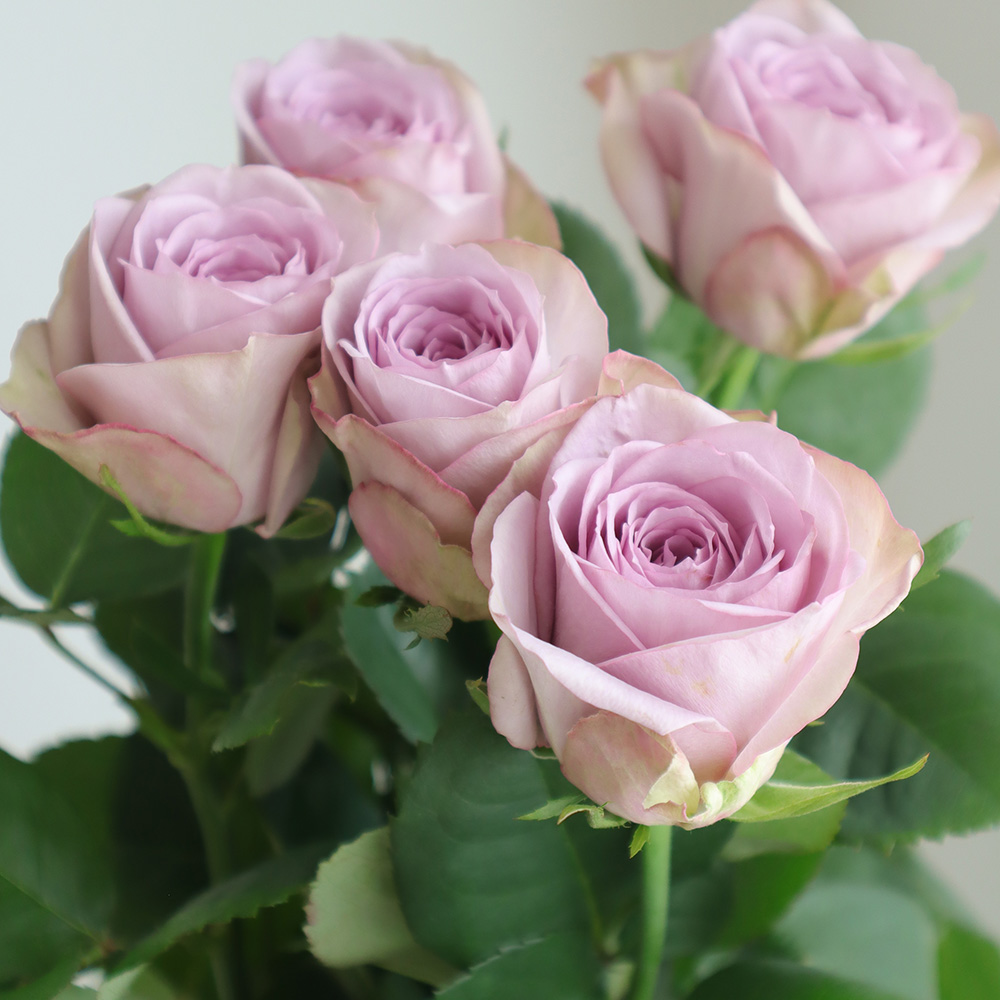 直前!/】バラ ライラッククラシック(紫 カップ咲き)40CM 金田バラ園