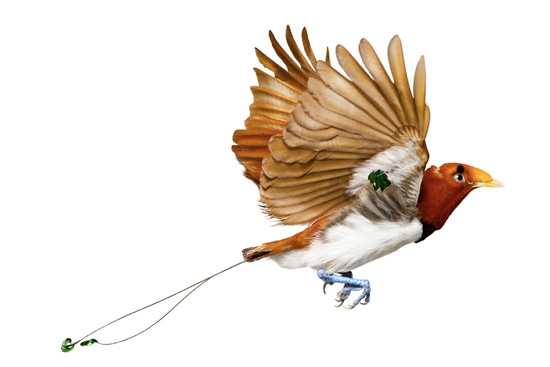 bird by andrew zuckerman