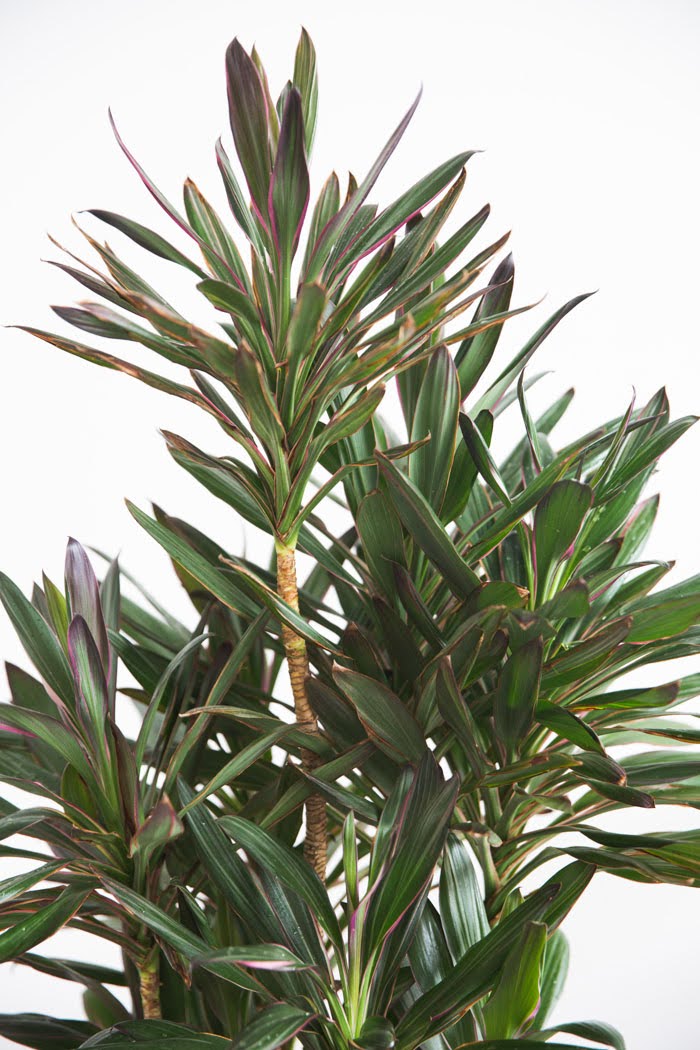 観葉植物 コルジリネサンゴ（8号鉢）｜HanaPrime（ハナプライム）