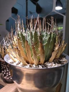 最終値下げ!発根済!25センチ超特大!陽炎エボリスピナ - メルカリ