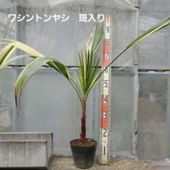 m19761263464_1.jpg?1761472955