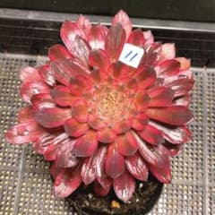 11#多肉植物アエオニウム錦❤️紫霞仙子❤️1大頭18cm拔き苗 - メルカリ