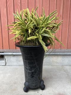 富貴蘭、天恵覆輪の群生(30弱あります) - メルカリ