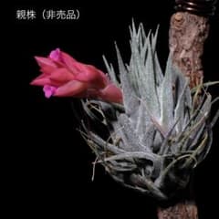 Tillandsia sprengeliana x regnellii 花芽つき - メルカリ