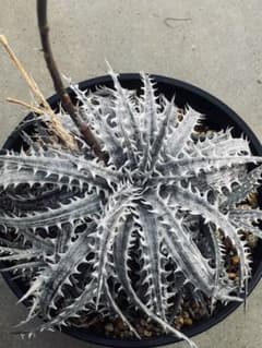 Dyckia jonesiana lemei #1998 | Shop at Mercari from Japan! | Buyee