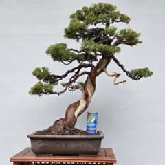 真柏 [模様木] 大品盆栽 - メルカリ