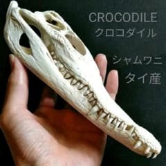 骨格 標本 ワニ 頭骨 クロコダイル シャムワニ - メルカリ