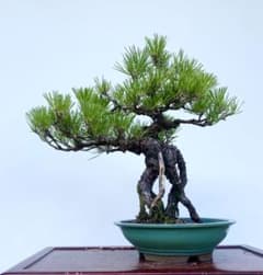 白木盆栽園 根上がり 黒松 樹高47センチ 盆栽黒松赤松五葉松真柏雑木趣