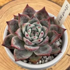 31.【札付き】25×109コロラータ Mさん苗 Mコロ 多肉植物 エケベリア