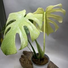 Q123 ホワイトモンスター 天津蘭 モンステラ斑入り - メルカリ
