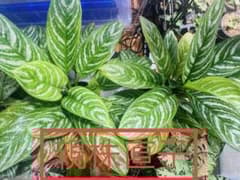 本物】美株 アグラオネマ カーティシー D株（管理番号） 葉傷あり赤枠