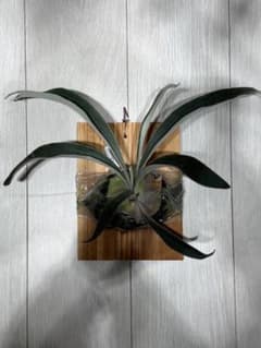 P.veitchii cv Auburn River spor中サイズ株 - メルカリ