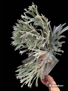 m50874039566_1.jpg?1772441304