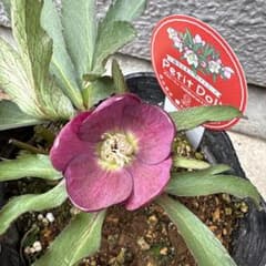 横山園芸 クリスマスローズ プチドール ポットごと発送 小輪多花系