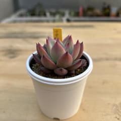 多肉植物⭐︎中里リンゼアナ⭐︎札付き - メルカリ