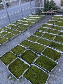 ☆継足し品☆5個セット◎ハイ苔5年物◎造園苔玉☆厚2〜3/長47幅32