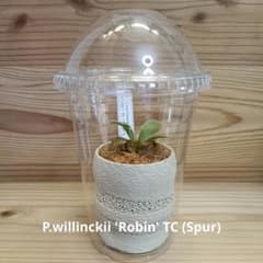 P.willinckii 'Robin' TC (Spur) 0304 - メルカリ