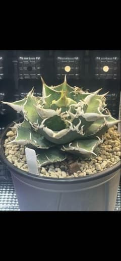 アガベ チタノタ ホオジロザメ 大白鯊 CJスペシャル ④ - メルカリ