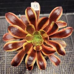 38 #多肉植物アエオニウム錦❤️スーパーバン❤️1大頭14cm拨き苗