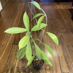 ホヤ プビカリクス ブラックドラゴン 【現品・タグ付鉢付・メルカリ便