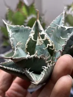 2026年最新】チタノタ悪魔くんの人気アイテム - メルカリ