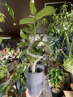 2026年最新】ベンガレンシスの人気アイテム - メルカリ