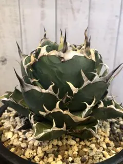 2026年最新】Cj アガベの人気アイテム - メルカリ