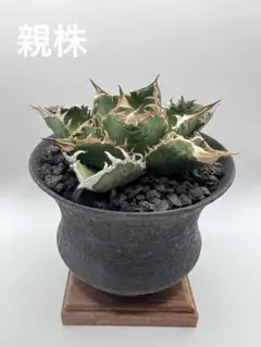 2026年最新】アガベクラウンの人気アイテム - メルカリ