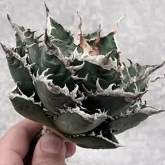 2026年最新】アガベ 海王の人気アイテム - メルカリ