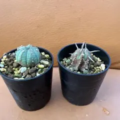 2026年最新】シンメトリカの人気アイテム - メルカリ