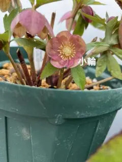 2026年最新】大木ナーセリーの人気アイテム - メルカリ