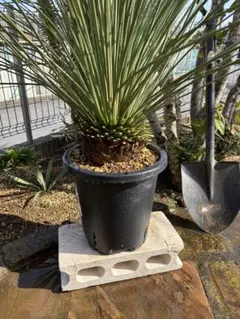 2026年最新】ダシリリオンの人気アイテム - メルカリ